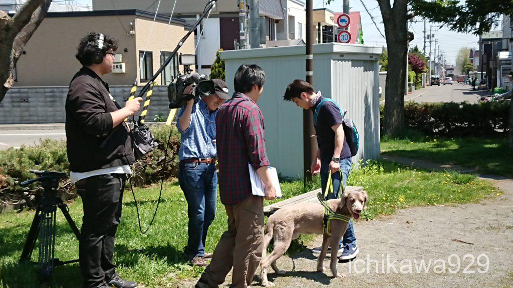 HBCテレビ　北海道放送　犬のおもちゃ鹿の角