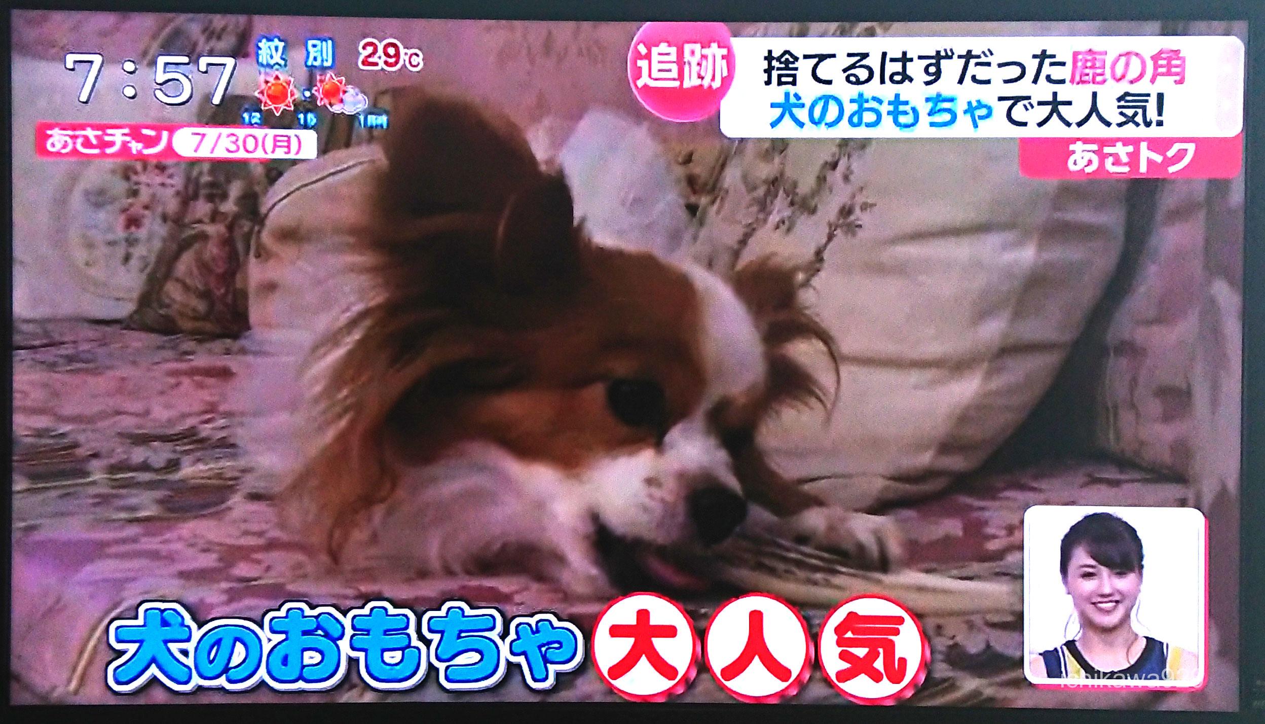 あさチャン で犬のおもちゃの鹿角が特集されました 札幌市で頼りになるクリーニング店をお探しなら イチカワクリーニングまでご相談下さい