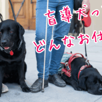 盲導犬出前授業 ― 北海道盲導犬協会による小学生向け出張授業を開催します！