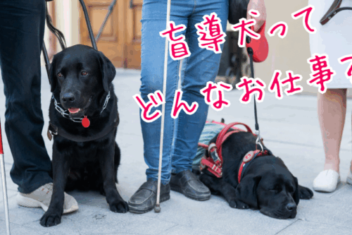 盲導犬出前授業 ― 北海道盲導犬協会による小学生向け出張授業を開催します！