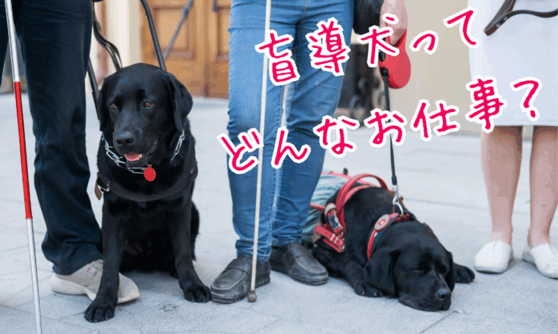 盲導犬出前授業 ― 北海道盲導犬協会による小学生向け出張授業を開催します！