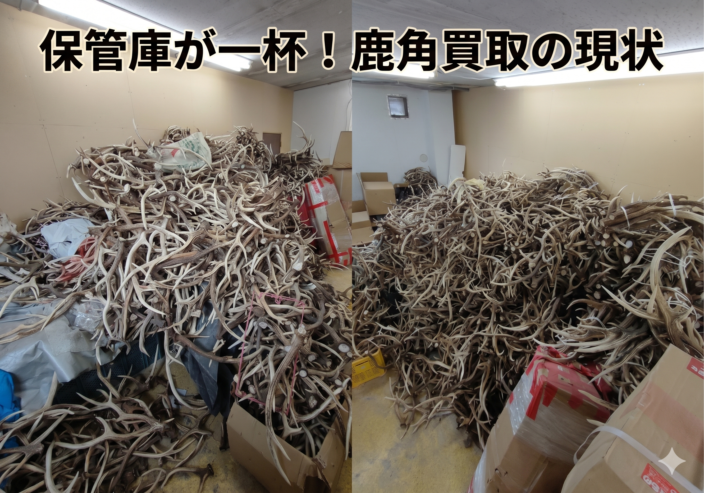 ★兵庫県北部産★鹿角 70本まとめ売り★ 鹿角販売の原点と『鹿の王』への夢。保管庫が一杯になった今、伝えたい